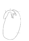 sprouting bean